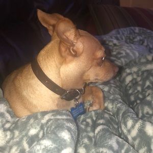 Meet your Posher, Casey